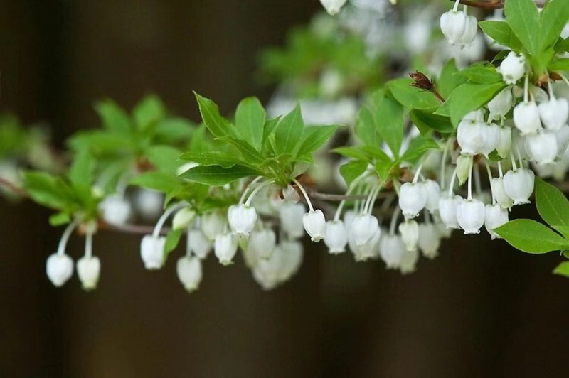 吊钟花