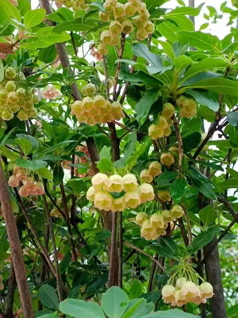 吊钟花