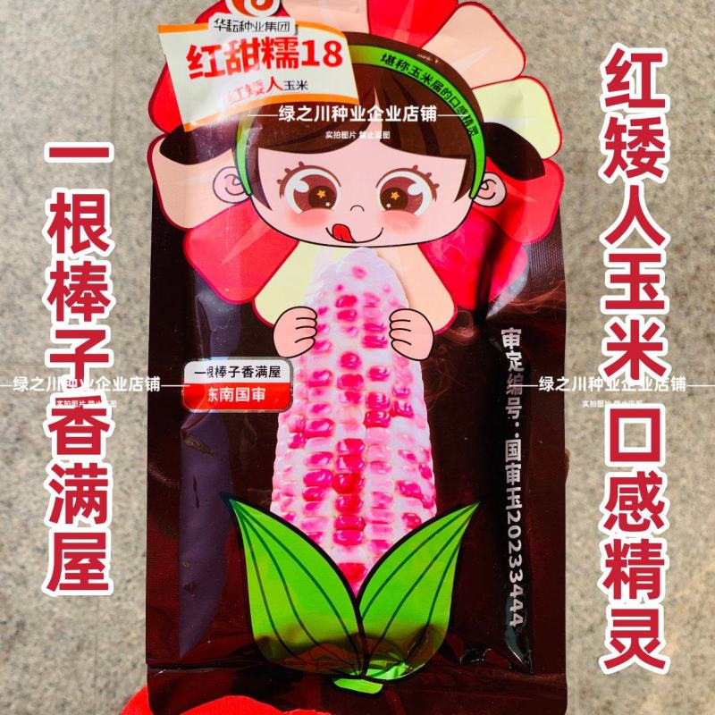 超甜彩甜糯玉米种子红甜糯18玉米种子矮杆玉米高产种香甜彩