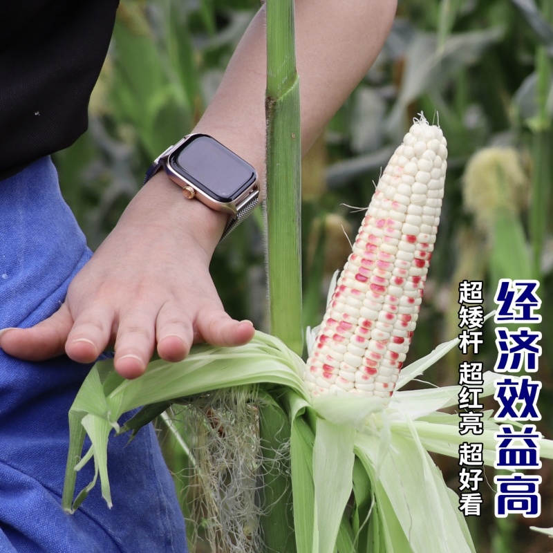 超甜彩甜糯玉米种子红甜糯18玉米种子矮杆玉米高产种香甜彩