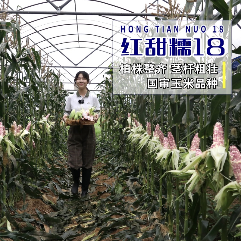 超甜彩甜糯玉米种子红甜糯18玉米种子矮杆玉米高产种香甜彩