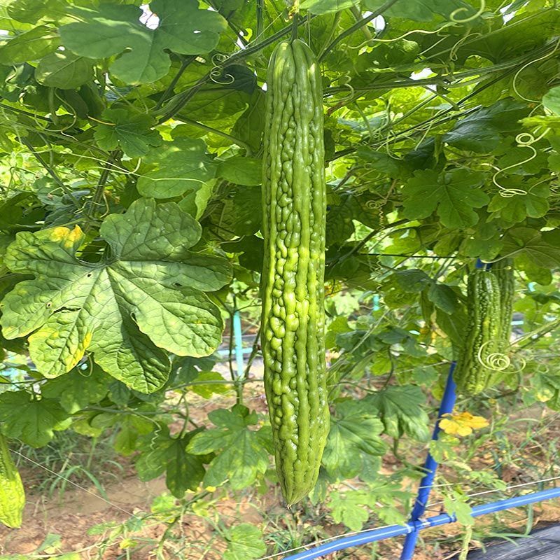 澳瑞青脆苦瓜种子瓜条顺直肉厚油绿疙瘩菜瓜苦瓜种籽高产蔬菜