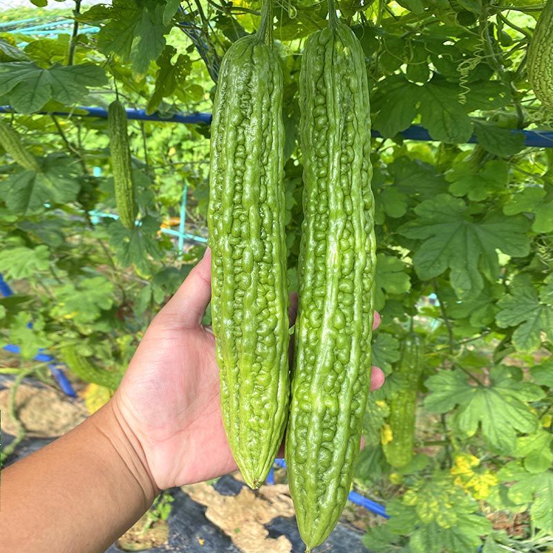 澳瑞青脆苦瓜种子瓜条顺直肉厚油绿疙瘩菜瓜苦瓜种籽高产蔬菜