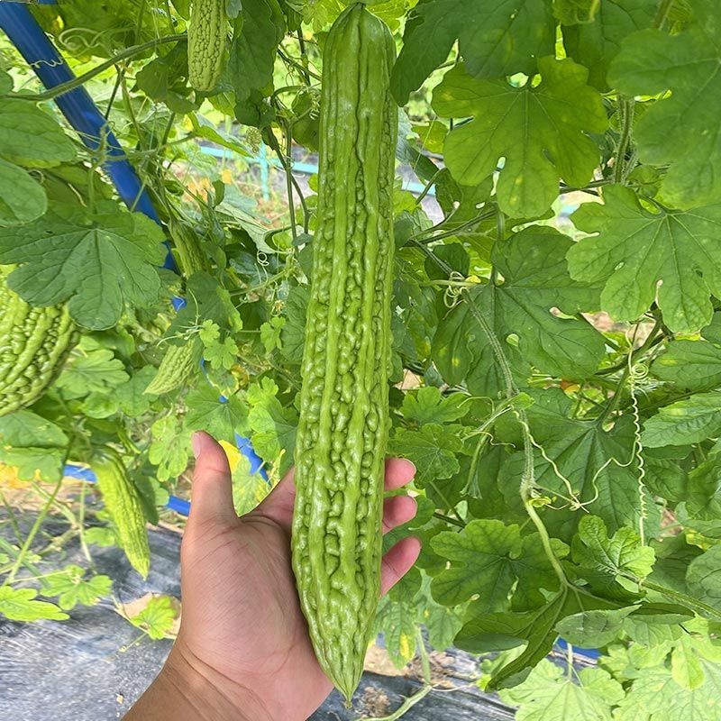 澳瑞青脆苦瓜种子瓜条顺直肉厚油绿疙瘩菜瓜苦瓜种籽高产蔬菜