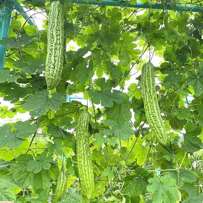 澳瑞青脆苦瓜种子瓜条顺直肉厚油绿疙瘩菜瓜苦瓜种籽高产蔬菜