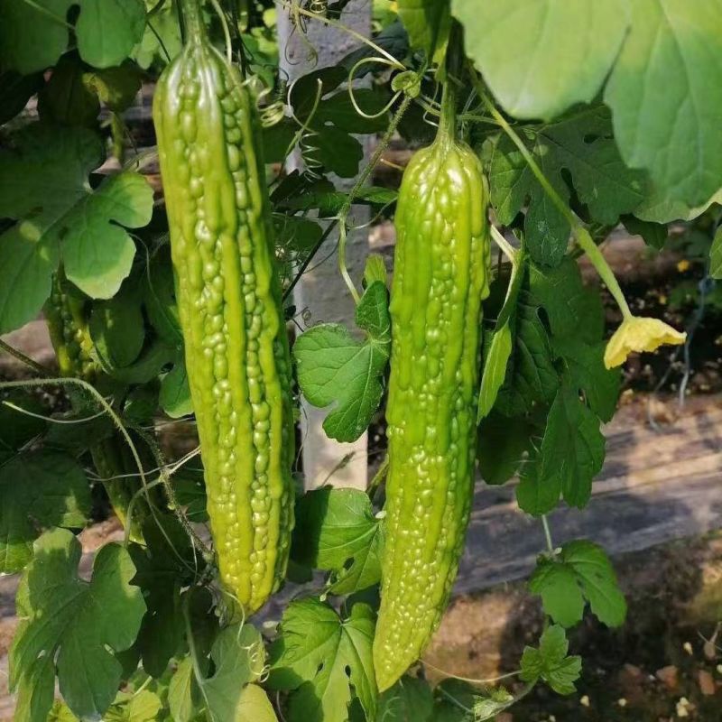 绿美大肉苦瓜种子哈力德牌丰产抗病高品质蔬菜种油亮型