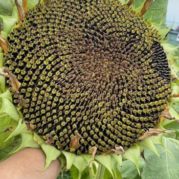 农娃娃大青花向日葵种子杂交籽粒大皮薄仁大食用香葵籽早熟