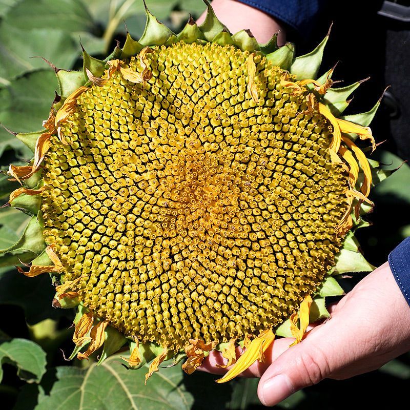 农娃娃大青花向日葵种子杂交籽粒大皮薄仁大食用香葵籽早熟
