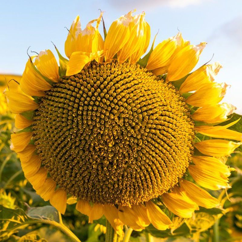 农娃娃大青花向日葵种子杂交籽粒大皮薄仁大食用香葵籽早熟