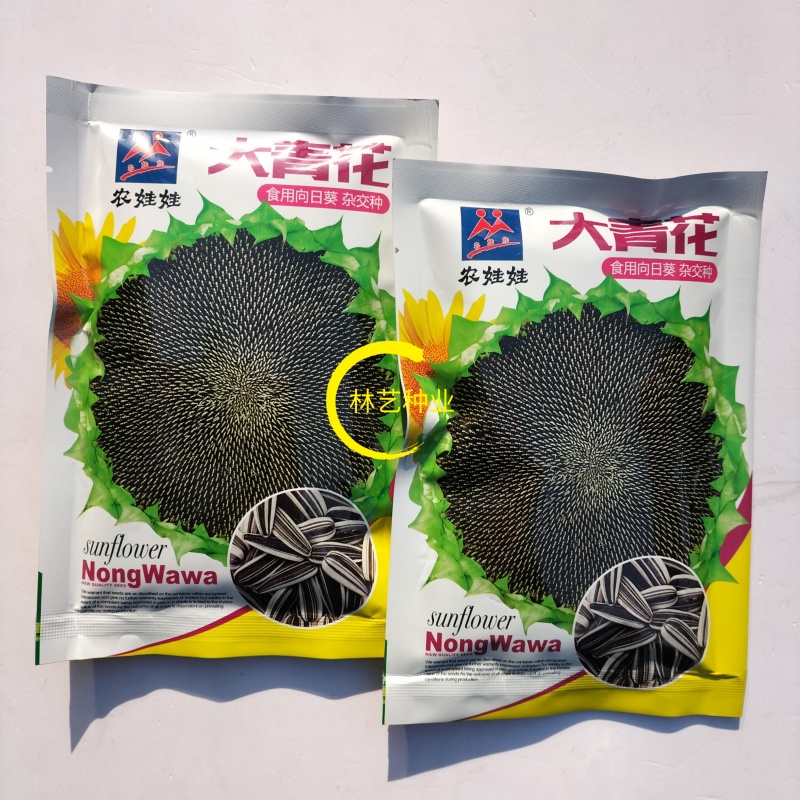 农娃娃大青花向日葵种子杂交籽粒大皮薄仁大食用香葵籽早熟
