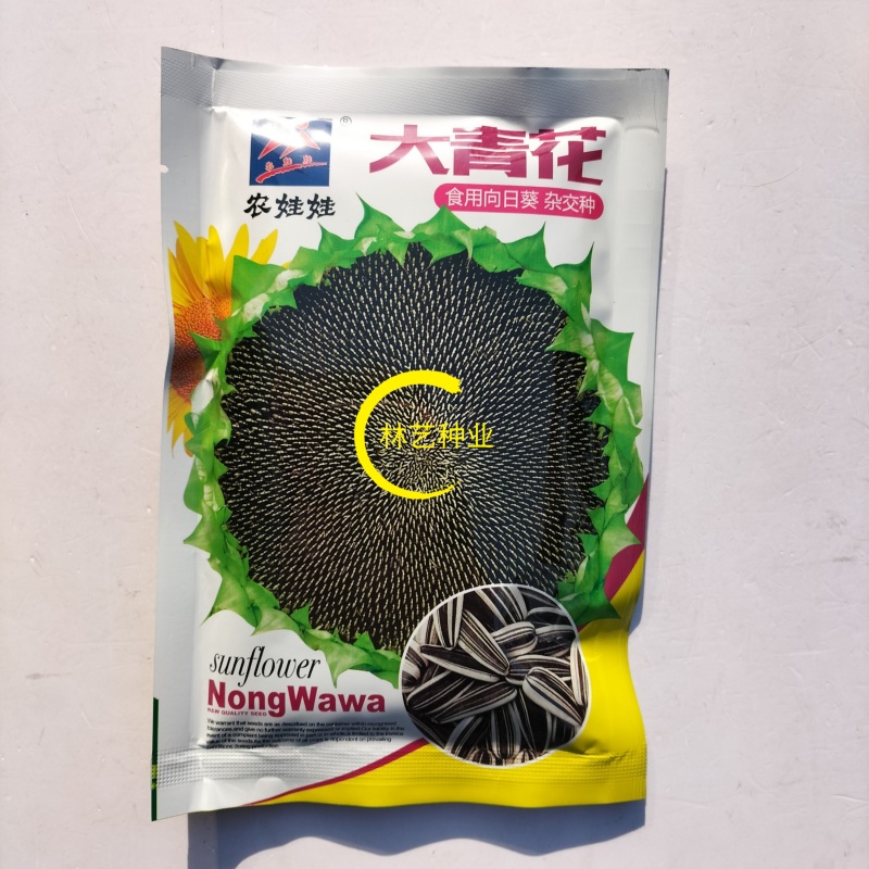 农娃娃大青花向日葵种子杂交籽粒大皮薄仁大食用香葵籽早熟