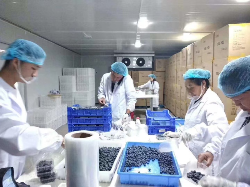 蓝莓基地直供，品种齐全。可供电商，超市，各大批发市场。