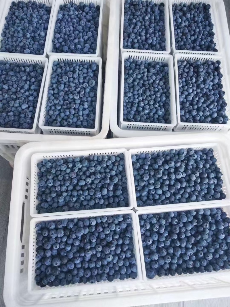 蓝莓基地直供，品种齐全。可供电商，超市，各大批发市场。