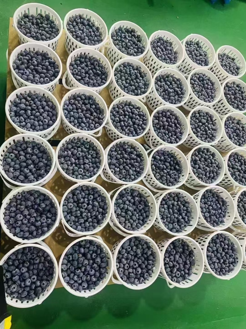 蓝莓基地直供，品种齐全。可供电商，超市，各大批发市场。