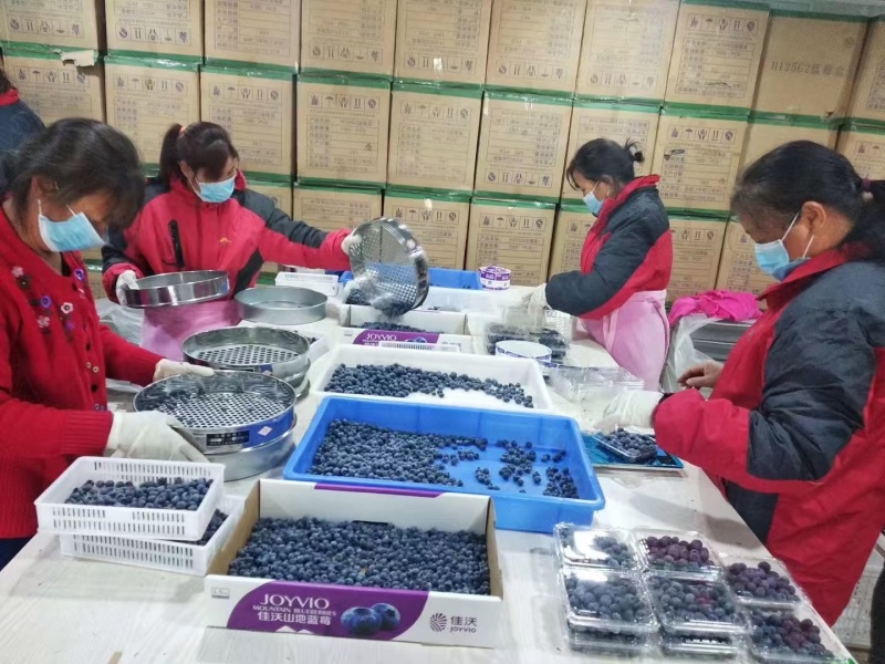 蓝莓基地直供，品种齐全。可供电商，超市，各大批发市场。