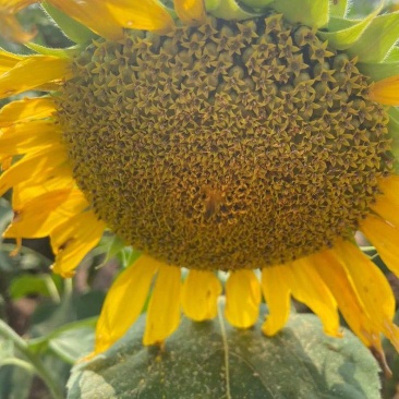大志食葵王葵花种子高产瓜子葵花籽大头油葵食用向日葵种子