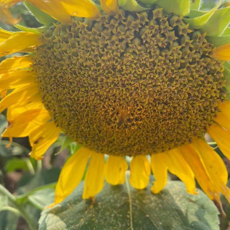 大志食葵王葵花种子高产瓜子葵花籽大头油葵食用向日葵种子