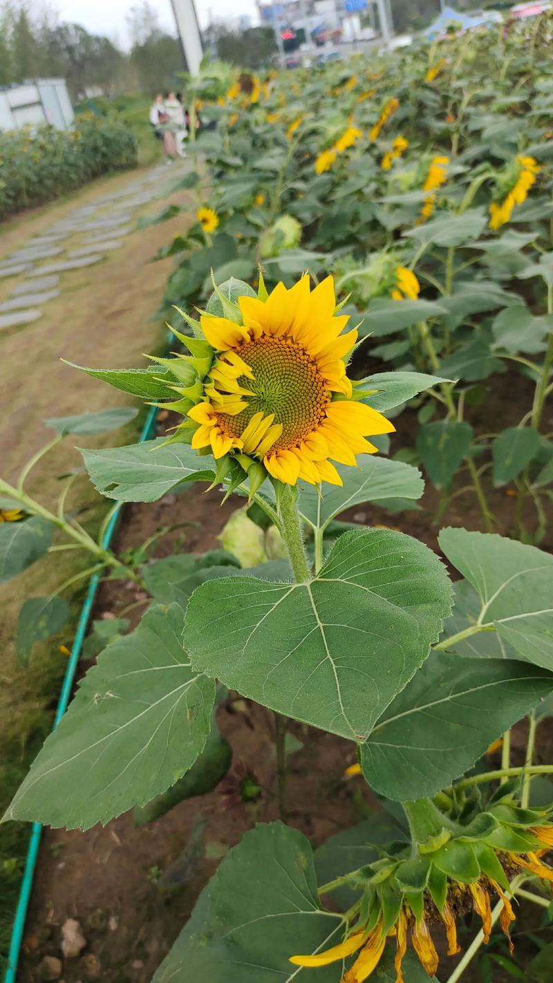 大志食葵王葵花种子高产瓜子葵花籽大头油葵食用向日葵种子
