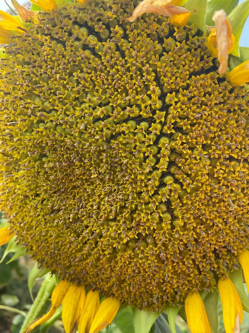 大志食葵王葵花种子高产瓜子葵花籽大头油葵食用向日葵种子