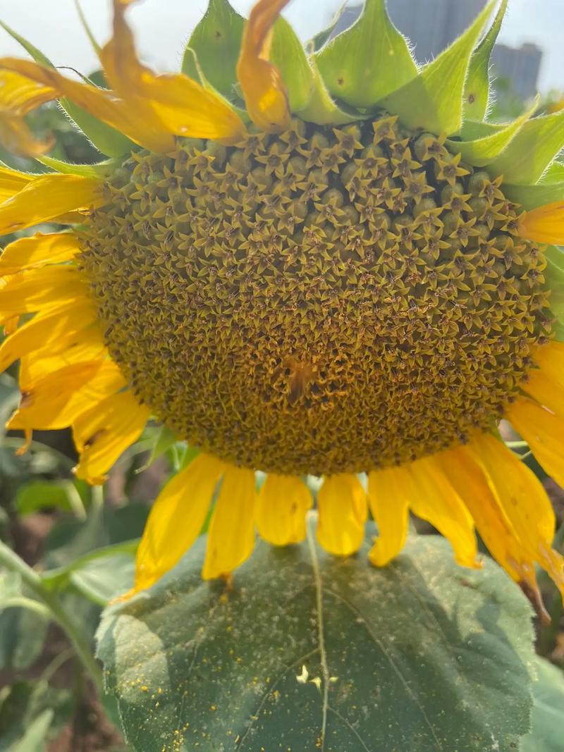 大志食葵王葵花种子高产瓜子葵花籽大头油葵食用向日葵种子