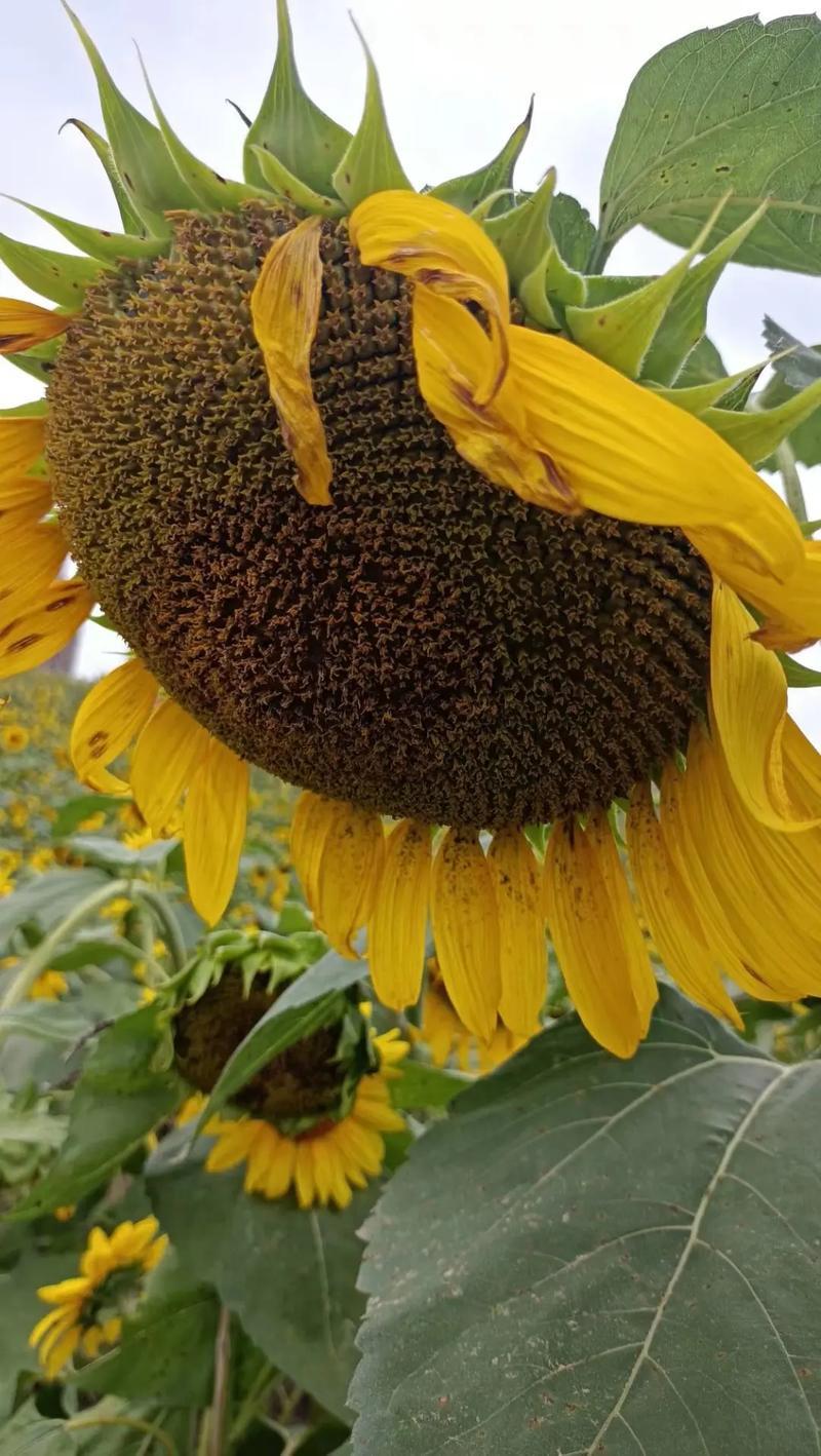 大志食葵王葵花种子高产瓜子葵花籽大头油葵食用向日葵种子