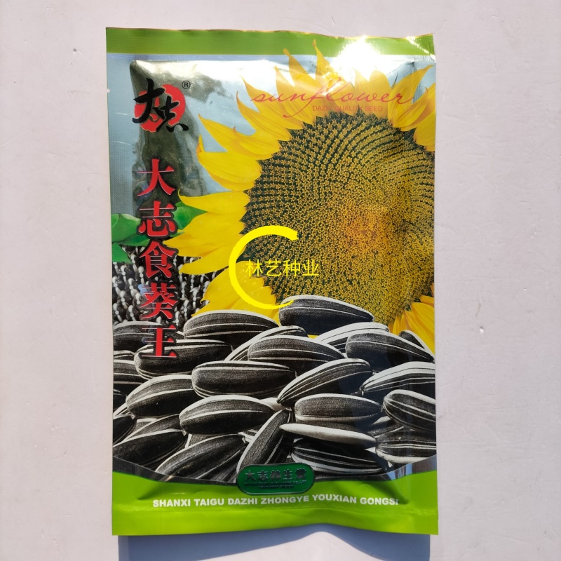 大志食葵王葵花种子高产瓜子葵花籽大头油葵食用向日葵种子