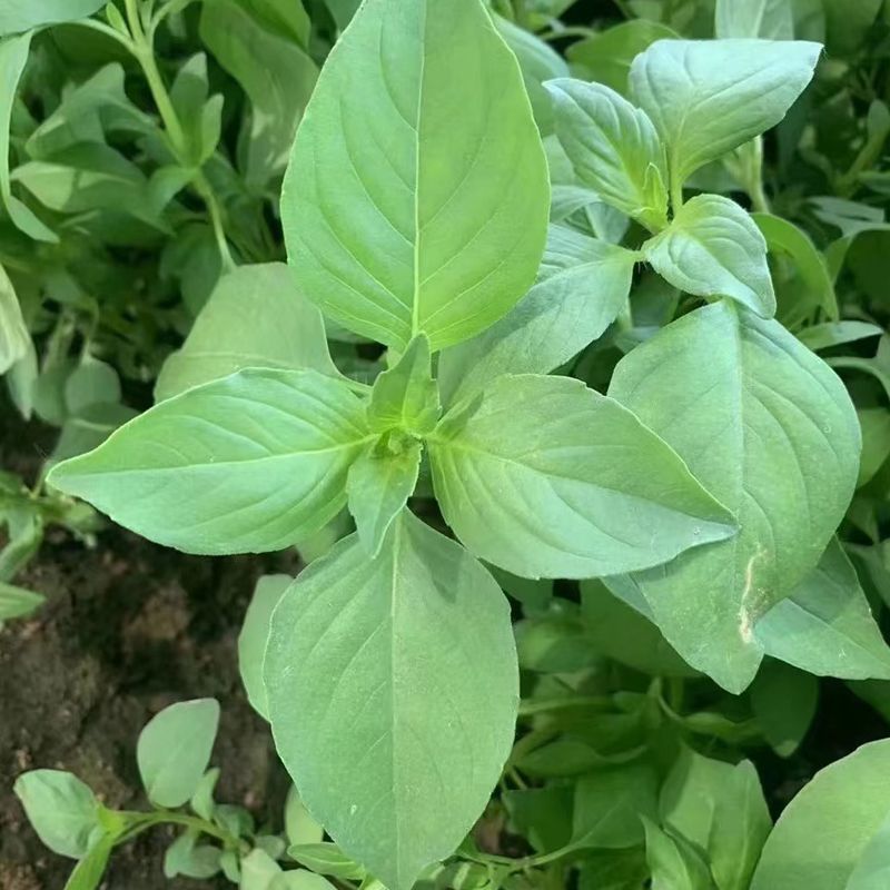 信研大叶荆芥种子叶大叶绿香味浓口感好苋菜汉菜种籽春秋播蔬