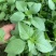 信研大叶荆芥种子叶大叶绿香味浓口感好苋菜汉菜种籽春秋播蔬