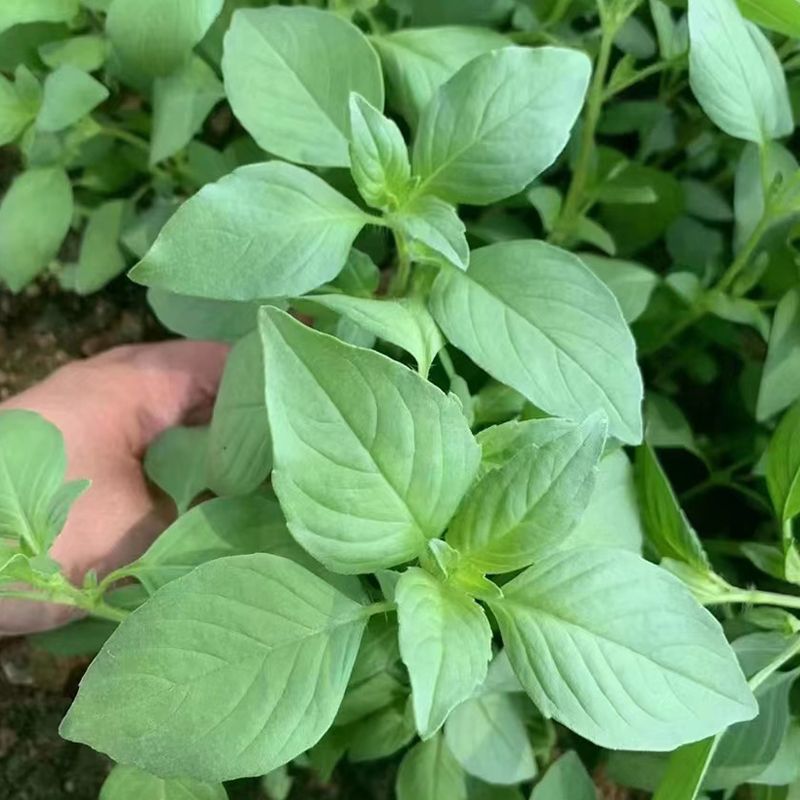 信研大叶荆芥种子叶大叶绿香味浓口感好苋菜汉菜种籽春秋播蔬