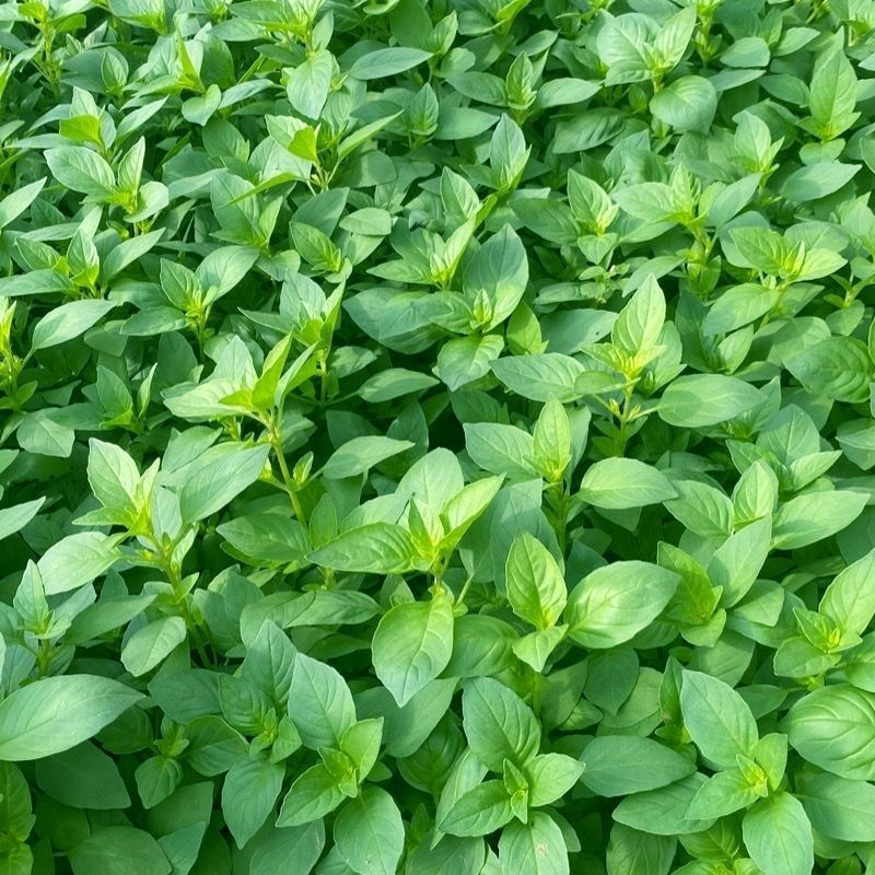 信研大叶荆芥种子叶大叶绿香味浓口感好苋菜汉菜种籽春秋播蔬