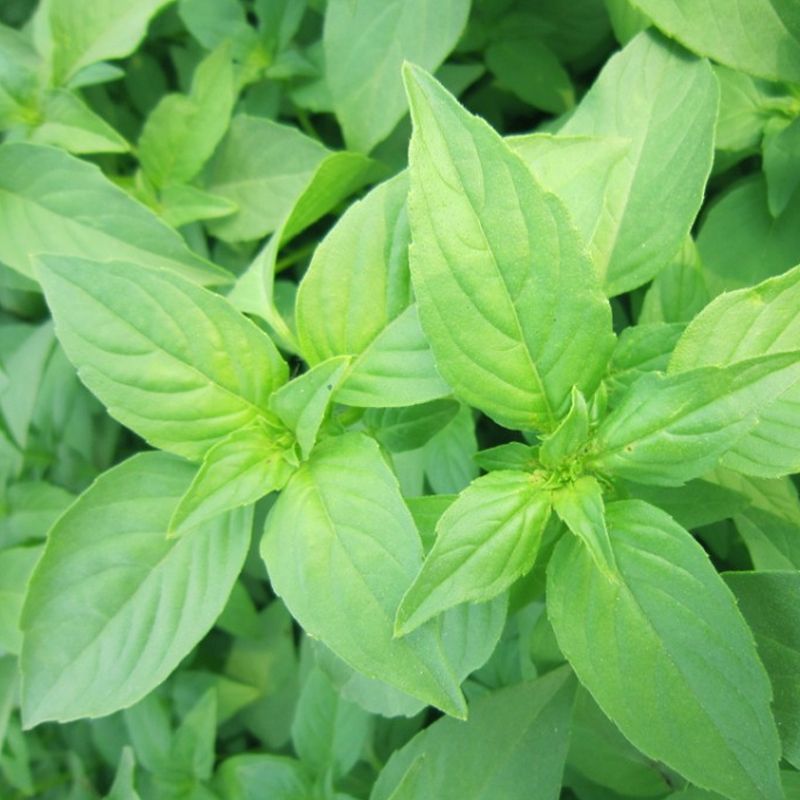 信研大叶荆芥种子叶大叶绿香味浓口感好苋菜汉菜种籽春秋播蔬