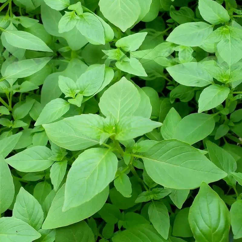 信研大叶荆芥种子叶大叶绿香味浓口感好苋菜汉菜种籽春秋播蔬