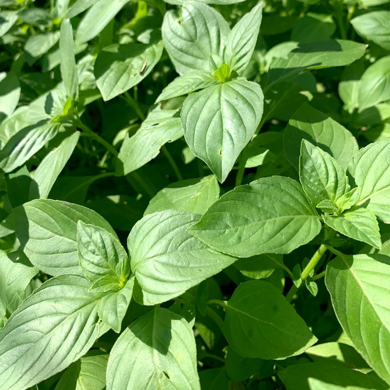 信研大叶荆芥种子叶大叶绿香味浓口感好苋菜汉菜种籽春秋播蔬
