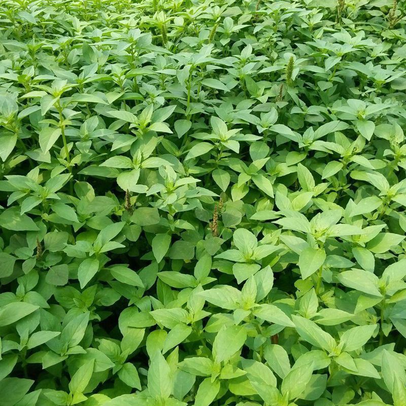 信研大叶荆芥种子叶大叶绿香味浓口感好苋菜汉菜种籽春秋播蔬
