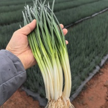 云南小香葱四季小葱白根葱苗小葱白葱精品葱食品葱红葱刚葱