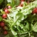 戴安娜樱桃萝卜种子早熟小型水果萝卜种籽皮色鲜红肉雪白了