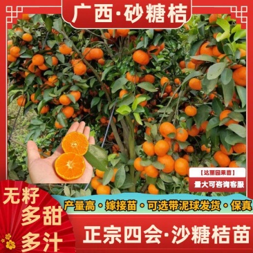 【新品种】无籽沙糖桔苗早熟品种金秋砂糖橘正宗四会沙糖桔苗