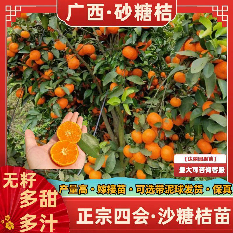 【新品种】无籽沙糖桔苗早熟品种金秋砂糖橘正宗四会沙糖桔苗
