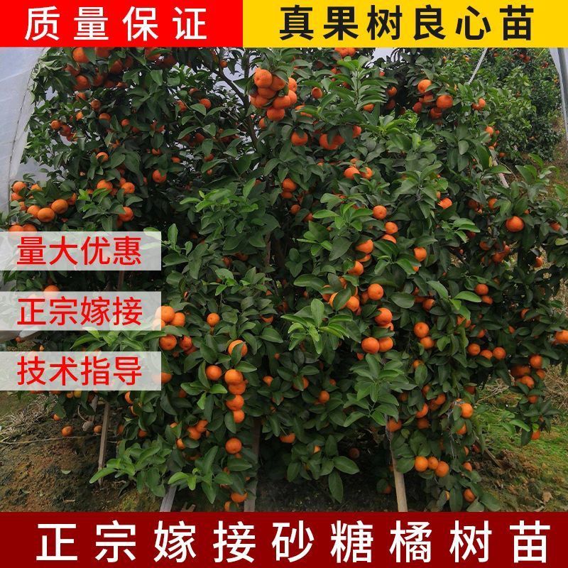 【新品种】无籽沙糖桔苗早熟品种金秋砂糖橘正宗四会沙糖桔苗