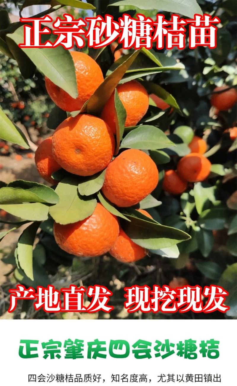 【新品种】无籽沙糖桔苗早熟品种金秋砂糖橘正宗四会沙糖桔苗