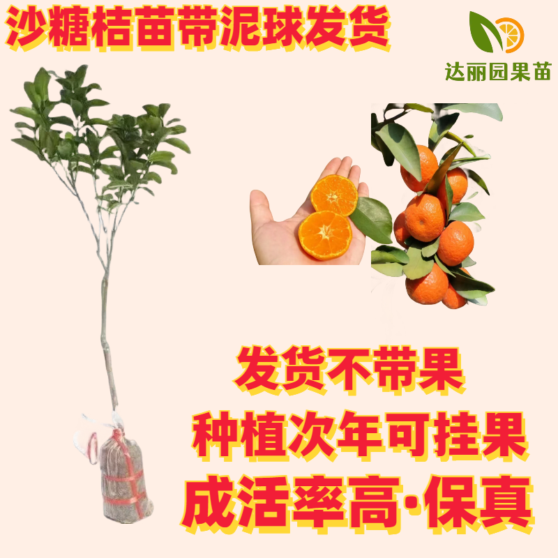 【新品种】无籽沙糖桔苗早熟品种金秋砂糖橘正宗四会沙糖桔苗
