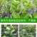 【新品种】无籽沙糖桔苗早熟品种金秋砂糖橘正宗四会沙糖桔苗