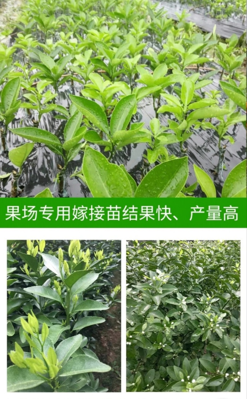 【新品种】无籽沙糖桔苗早熟品种金秋砂糖橘正宗四会沙糖桔苗