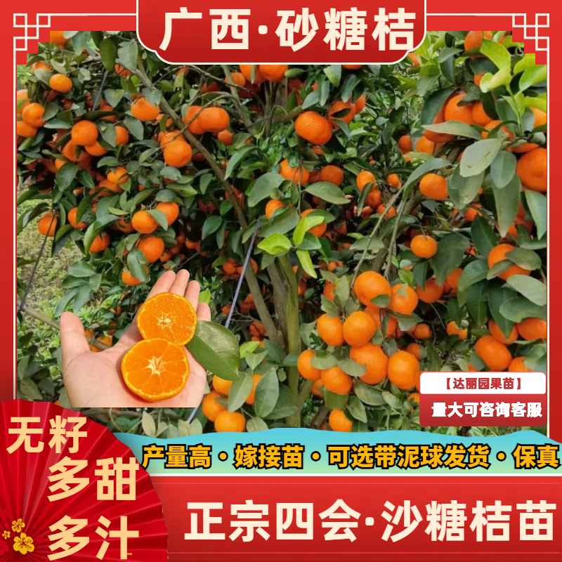 【新品种】无籽沙糖桔苗早熟品种金秋砂糖橘正宗四会沙糖桔苗