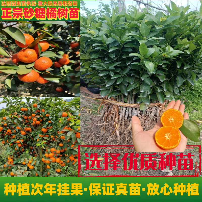 【新品种】无籽沙糖桔苗早熟品种金秋砂糖橘正宗四会沙糖桔苗