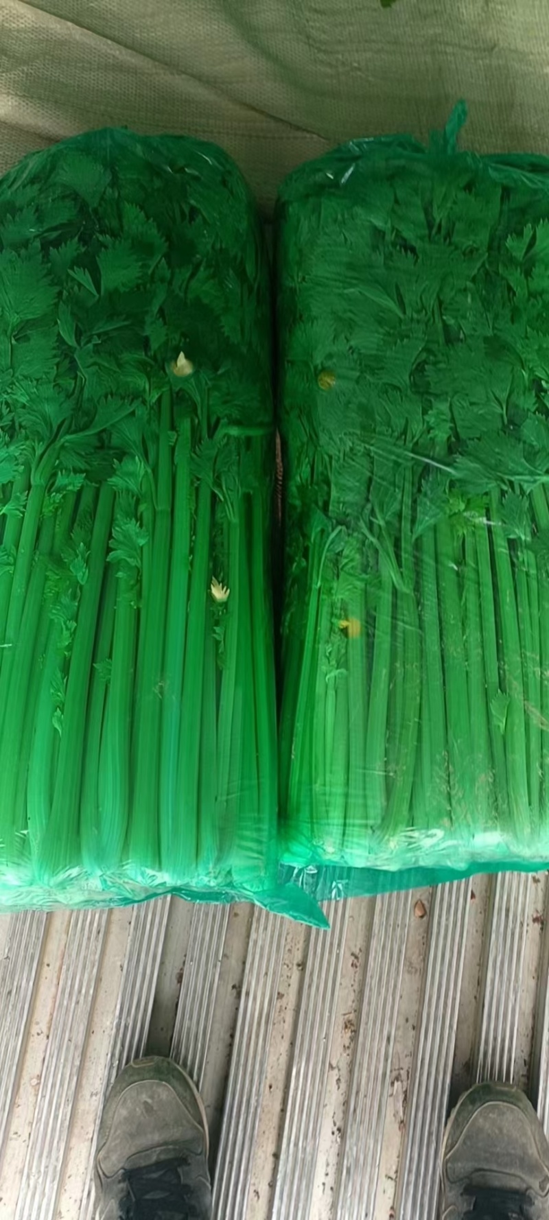 金乡芹菜西芹
