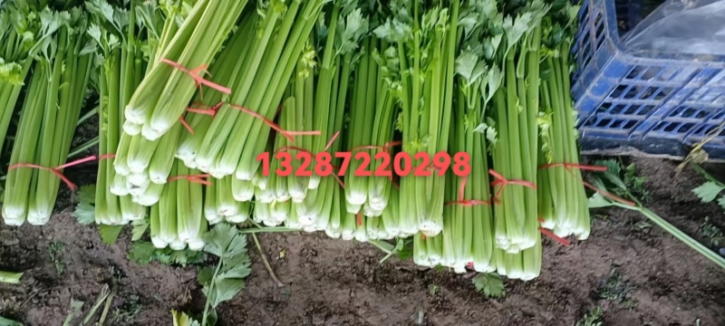 金乡芹菜西芹