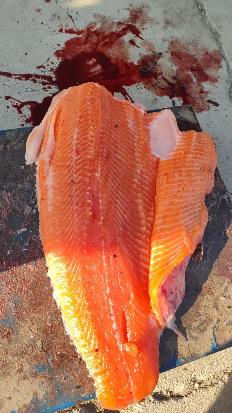 冰鲜三文鱼虹鳟大规格，6-9斤