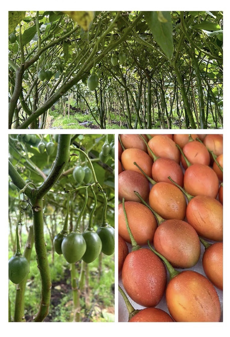 云南保山树番茄，鸡蛋果