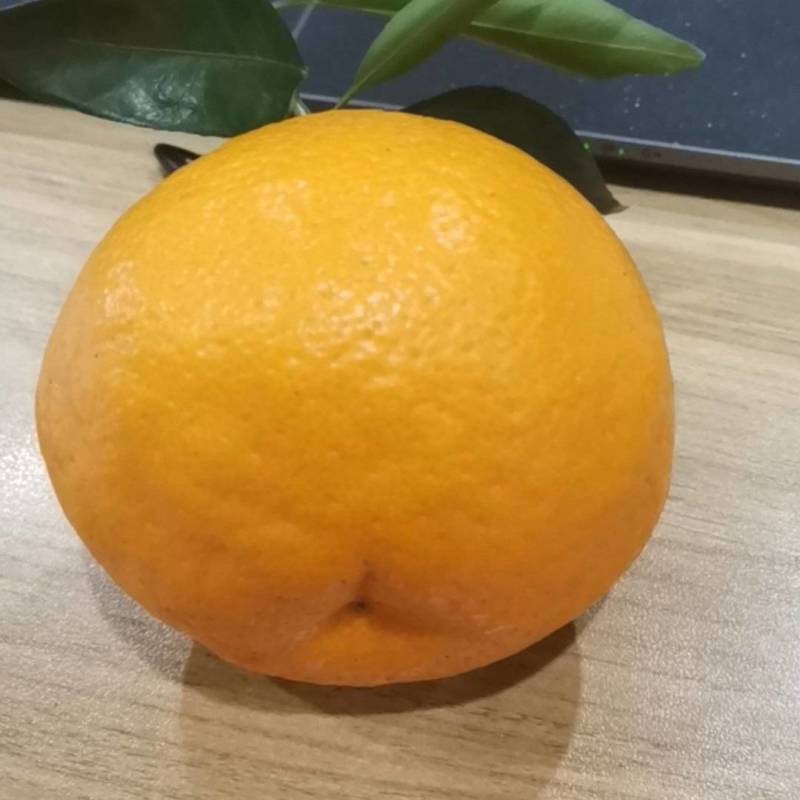 蒲江产地直销（春见）耙耙柑